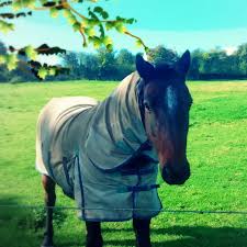 Image result for Greenways Riding Stable Lower Eashing