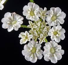 Attēlu rezultāti vaicājumam “Torilis japonica leaf”