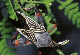 Attēlu rezultāti vaicājumam “Gerridae”