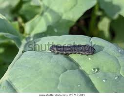 Attēlu rezultāti vaicājumam “Mellicta athalia larva”