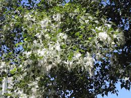 Attēlu rezultāti vaicājumam “Populus nigra”