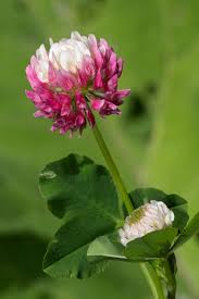 Attēlu rezultāti vaicājumam “Trifolium hybridum flower”