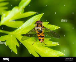 Attēlu rezultāti vaicājumam “Episyrphus balteatus”