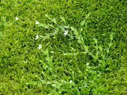 Attēlu rezultāti vaicājumam “Stellaria crassifolia”