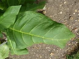 Attēlu rezultāti vaicājumam “Nicotiana tabacum leaf”