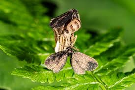 Attēlu rezultāti vaicājumam “Psyche casta larva”