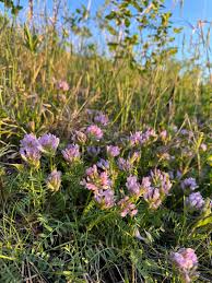 Attēlu rezultāti vaicājumam “Astragalus danicus fruit”