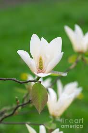 Attēlu rezultāti vaicājumam “Magnolia acuminata flower”