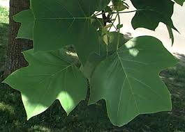 Attēlu rezultāti vaicājumam “Liriodendron tulipifera leaf”