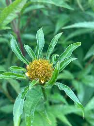 Attēlu rezultāti vaicājumam “Bidens frondosa flower”
