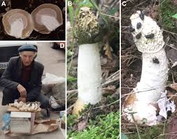 Attēlu rezultāti vaicājumam “Phallus impudicus”