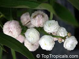 Attēlu rezultāti vaicājumam “Sagittaria sagittifolia leaf”