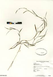 Attēlu rezultāti vaicājumam “Agrostis stolonifera”