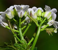 Attēlu rezultāti vaicājumam “Alliaria petiolata”