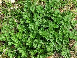 Attēlu rezultāti vaicājumam “Ranunculus cassubicus leaf”