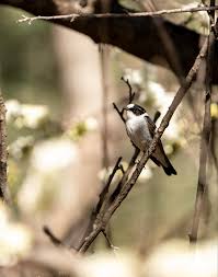 Image result for Ficedula albicollis