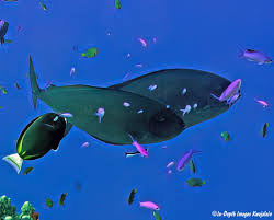 Image result for Naso hexacanthus