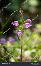Attēlu rezultāti vaicājumam “Cephalanthera rubra leaf”