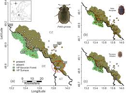 Attēlu rezultāti vaicājumam “Trogossitidae”