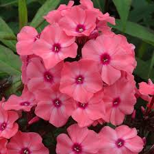Image result for Phlox paniculata `Sweet Summer`
