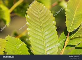 Attēlu rezultāti vaicājumam “Castanea sativa  leaf”