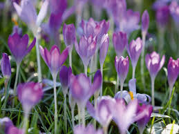 Attēlu rezultāti vaicājumam “Crocus tommasinianus”