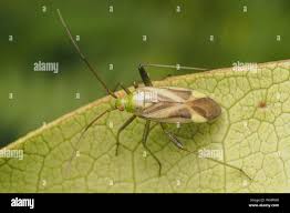 Attēlu rezultāti vaicājumam “Adelphocoris lineolatus imago”