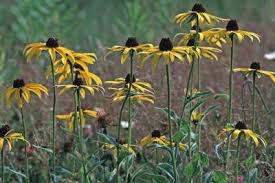 Attēlu rezultāti vaicājumam “Rudbeckia hirta var. pulcherrima flower”