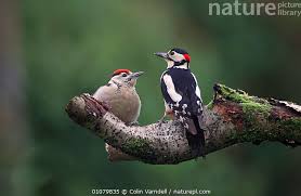 Attēlu rezultāti vaicājumam “Dendrocopos major juvenile”