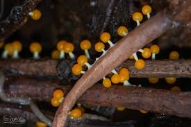 Attēlu rezultāti vaicājumam “Physarum melleum”