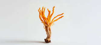 Attēlu rezultāti vaicājumam “Cordyceps”