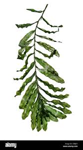 Attēlu rezultāti vaicājumam “Potamogetonaceae”