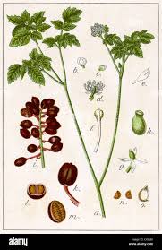 Attēlu rezultāti vaicājumam “Actaea spicata fruit”