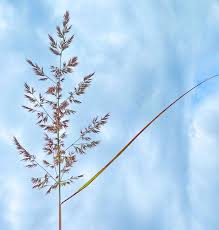 Attēlu rezultāti vaicājumam “Poa humilis”