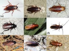 Attēlu rezultāti vaicājumam “Blattoptera”