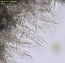 Attēlu rezultāti vaicājumam “Byssocorticium atrovirens”