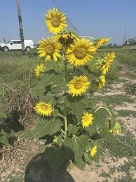 Attēlu rezultāti vaicājumam “Helianthus annuus fruit”