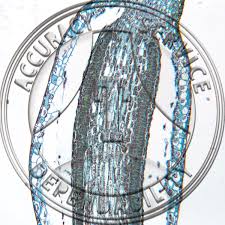 Attēlu rezultāti vaicājumam “Mnium hornum sporophyte”