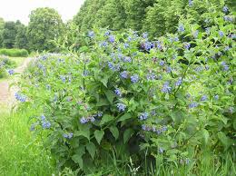 Attēlu rezultāti vaicājumam “Symphytum asperum leaf”