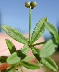 Attēlu rezultāti vaicājumam “Galium trifidum”