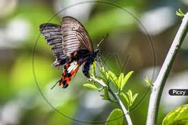 Image result for Papilionoidea