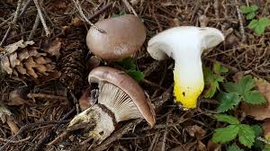 Attēlu rezultāti vaicājumam “Gomphidius glutinosus”