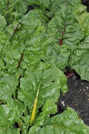 Image result for Beta vulgaris