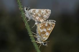 Attēlu rezultāti vaicājumam “Pyrgus serratulae upperside”