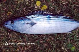 Image result for Thunnus maccoyii