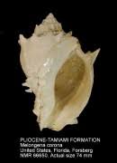 Image result for Melongena corona