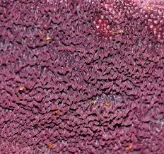 Attēlu rezultāti vaicājumam “Ceriporia purpurea”