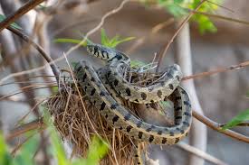 Attēlu rezultāti vaicājumam “Natrix natrix”