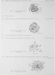 Attēlu rezultāti vaicājumam “Caloplaca scopularis”