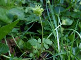 Attēlu rezultāti vaicājumam “Adoxa moschatellina flower”